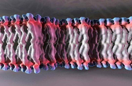 מסירי שומנים2