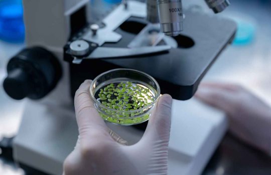 Medical Cannabis Pharmacy2